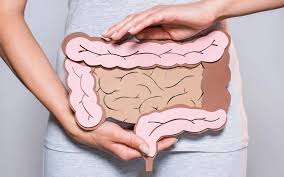 intestine 