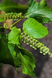 tulsi tree
