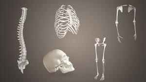 BONES IMAGE