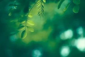 ताजी हवा