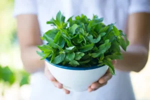 पुदीना