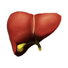 लिवर 